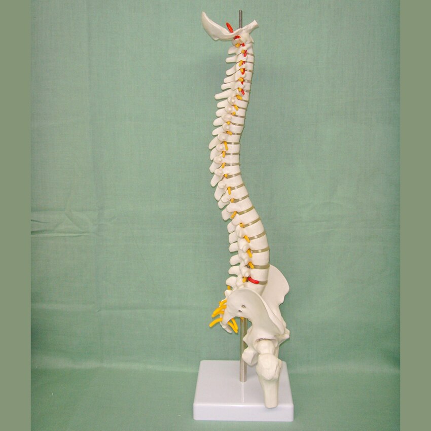 Modelo de espina humana anatómica de 45cm, suministros de anatomía Lumbar humana, modelos espinales, demostración para exhibición de enseñanza escolar