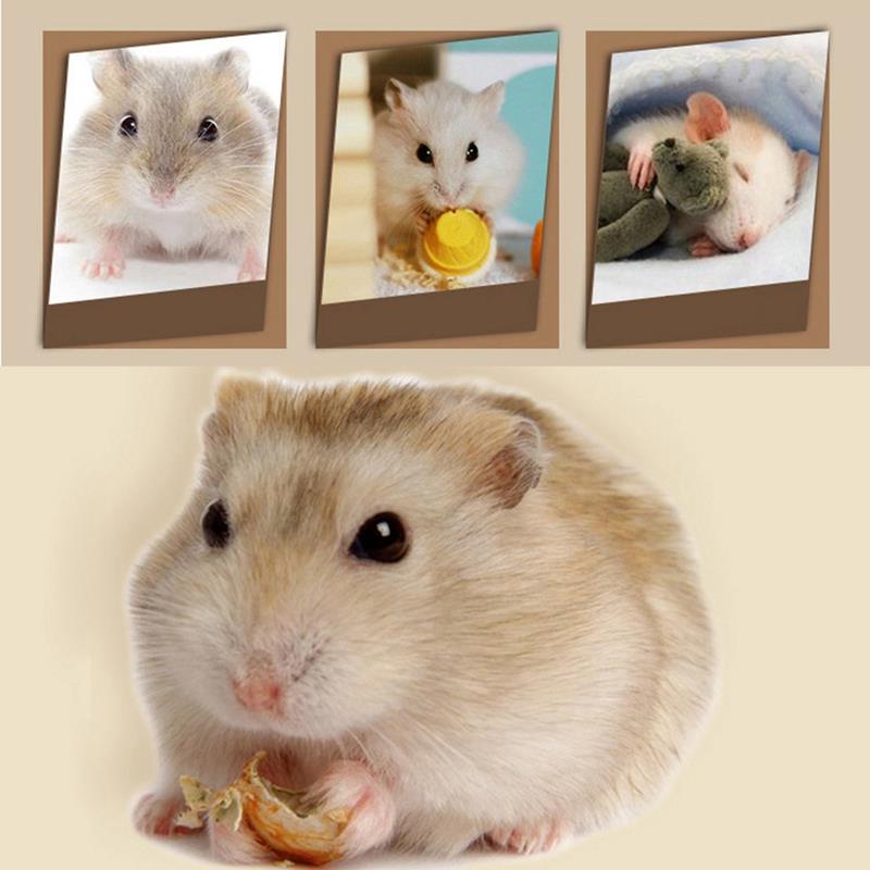 Maison de Hamster en bois naturel, petit Animal, cachette pour cochon d&#39;inde, Chinchilla, hérisson, Cage d&#39;écureuil, accessoires pour Hamster