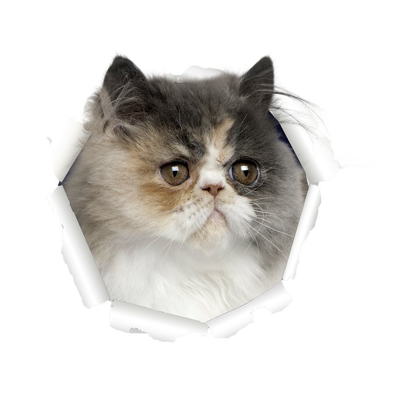 Brussels08 Grappige Cartoon Kat Vlinder Vlinder Auto Sticker Vinyl Decal Toilet Deksel Stickers Decoratieve Bumper Stickers voor Auto Auto's Trucks Voorruit Aangepaste Muren Windows Laptop