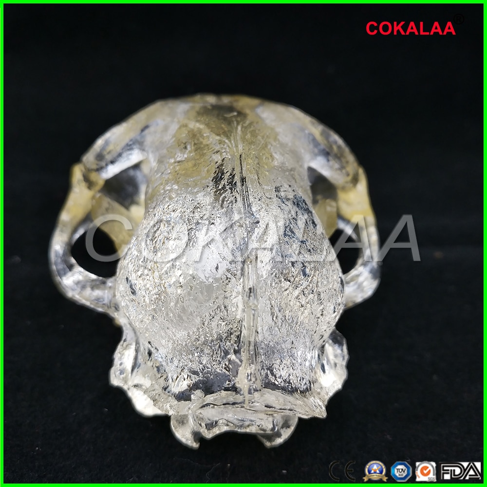 Teaching Dental Teeth Model Cat Model Catamount cat's teeth Cat Dentition Model