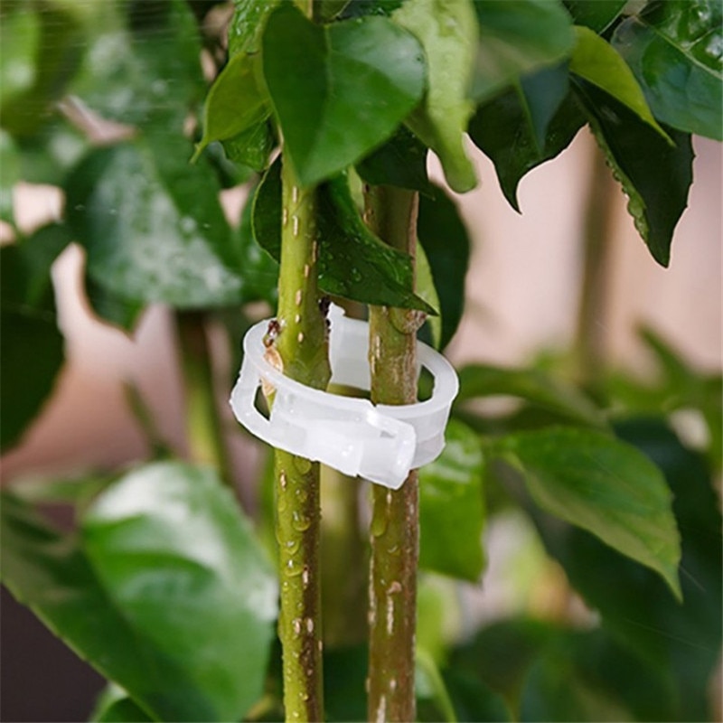 50 stk/parti genanvendelige 25mm plastik plantestøtteklemmer klemmer til planter hængende vinhave drivhusgrøntsager tomatclips