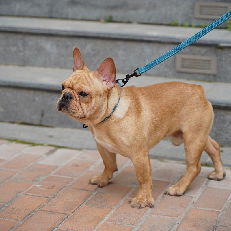 Comfortable Diving Cloth Lining Dog Collar Small Dog Anti-strangle Collar Large Dog Medium Golden Retriever for Pet