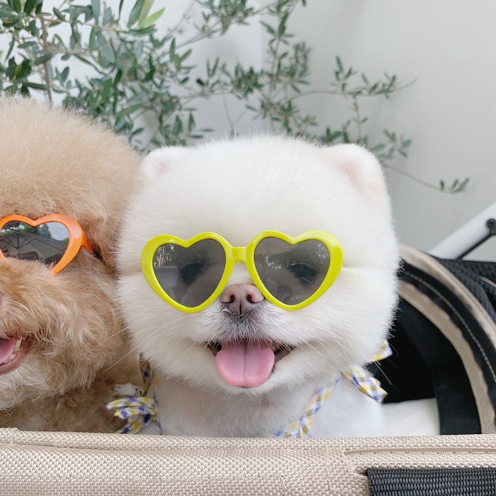 Kunststoff Haustier Accessoires Haustier Brille für kleine Katze Haustier Produkte Katze Auge-tragen Haustiere Party Dekor Katze Brille Katze Sonnenbrille