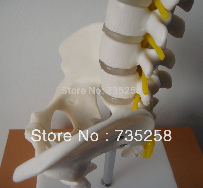 Half-size bekken met 5 stks lendenwervels, bekken model, mini lumbale met bekken modellen