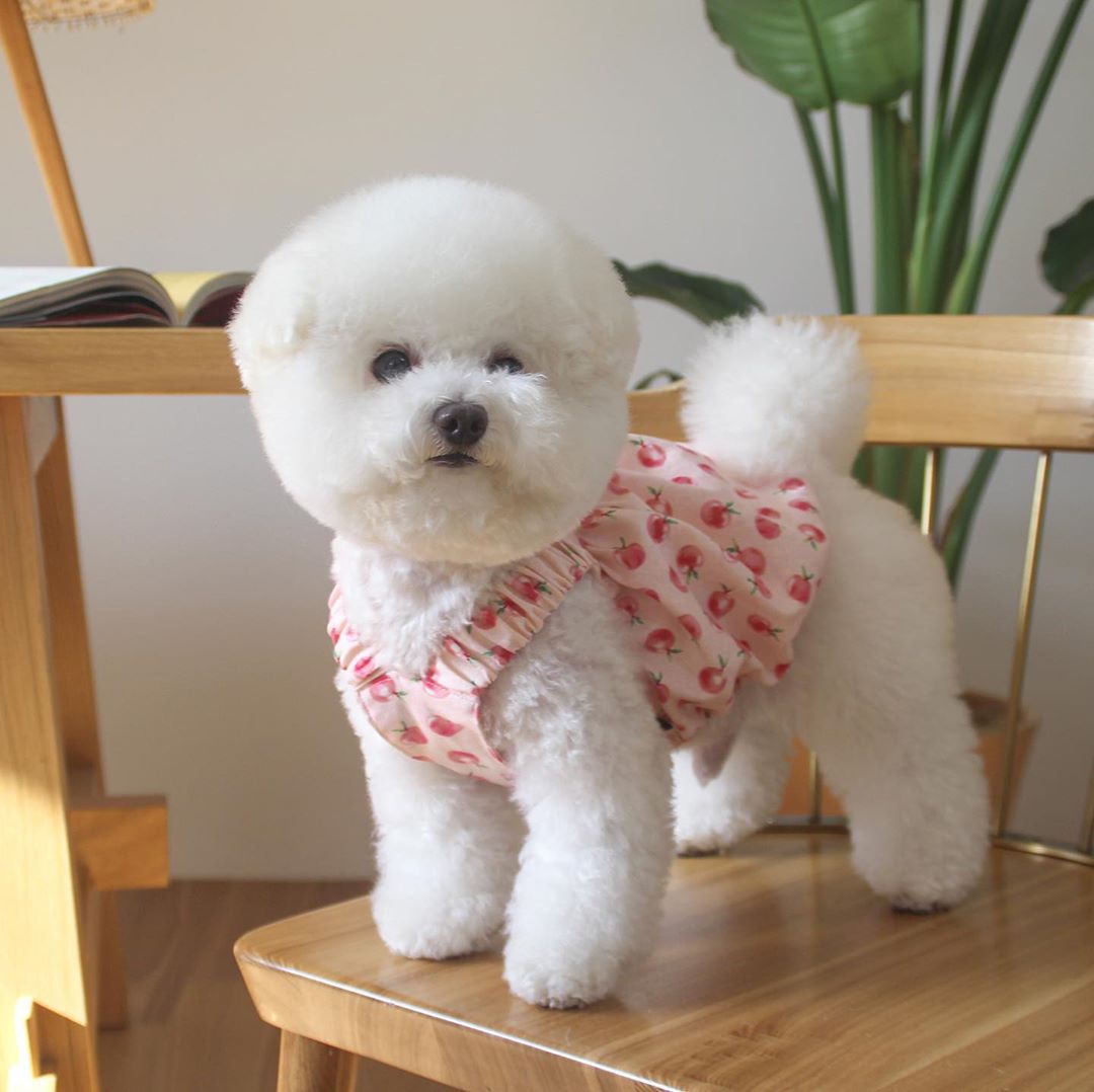 Luxury Dog Dresses for Small Dogs Printed Cute Short Dog Clothes Flexible Cotton Vestidos Para Perritas for Puppy Birthday Dress
