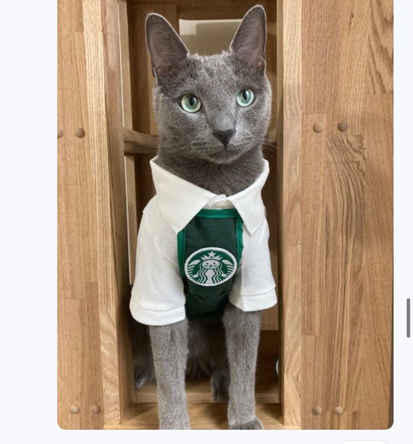 dog halloween costume Coffee shop assistant dog cl... Grandado