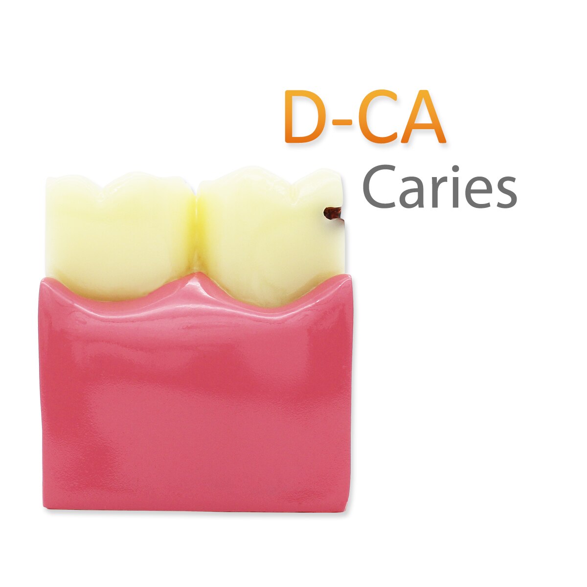 Modèle De Dents Dentaires 32 Dents Avec Gencives Souples ADC - Réf. M8030-M, Magnétique, Compatible Columbia 860
