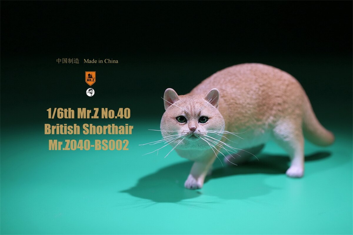 Mr.Z Studio 1:6 British Shorthair Cat Figure Cute Pet Animal Model Collector Toys Gfit Simulation Home Decoration Unisex