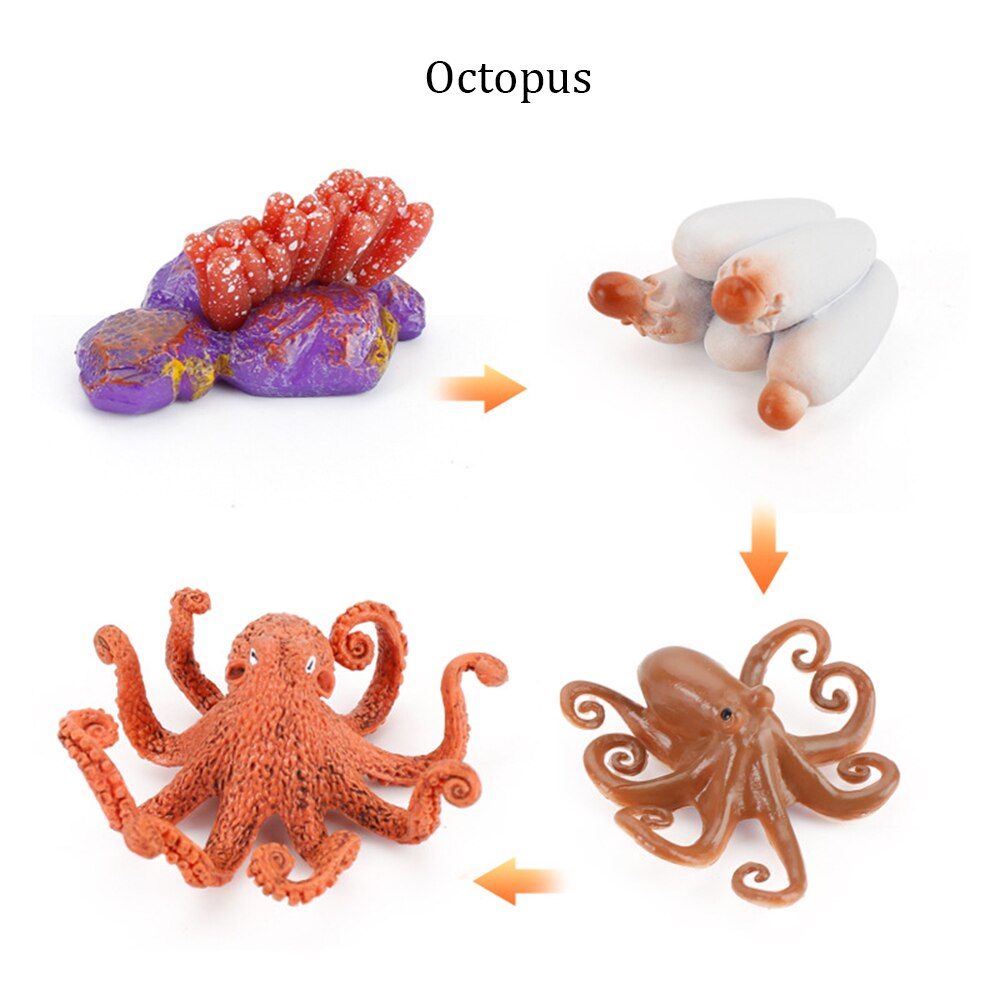 Simulation Animals Growth Cycle ButterflyLadybug Chicken Life Cycle Figurine Plastic Models Action Figures Educational Kids Toy: Octopus