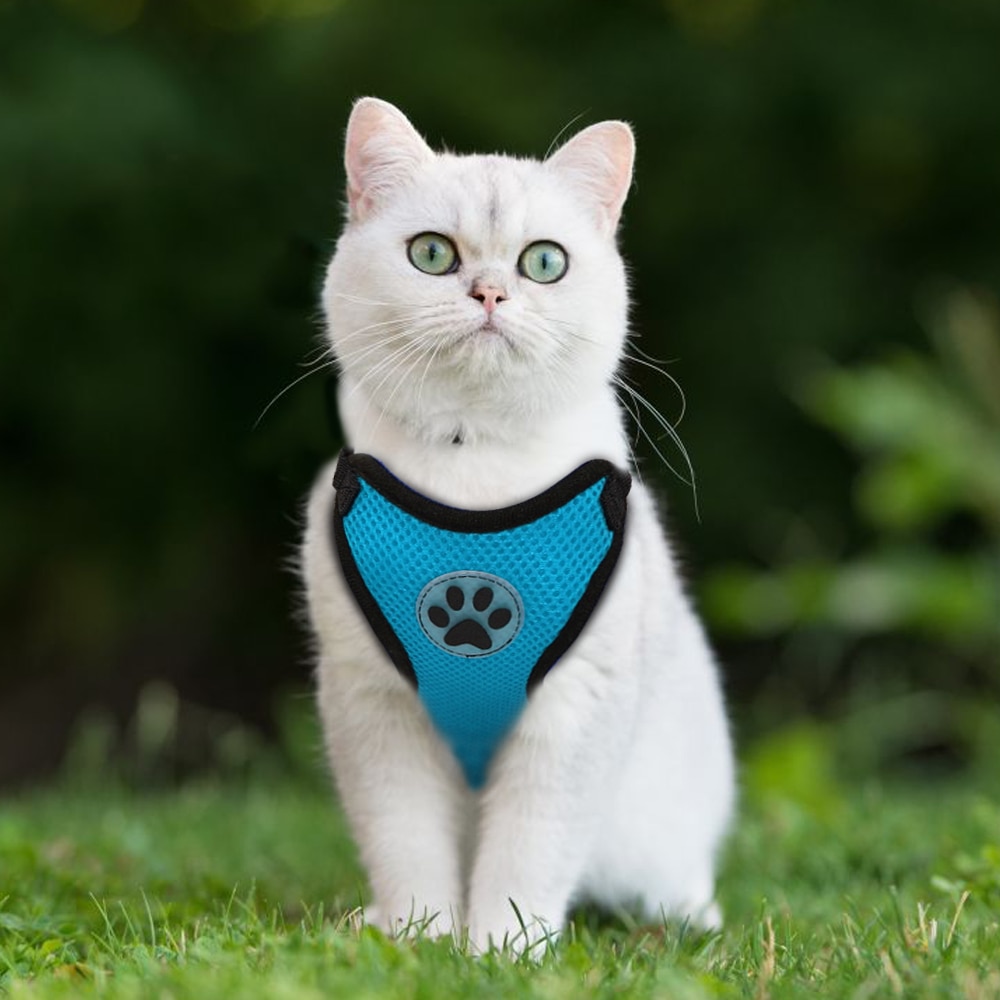 Zwarte Beeztees Dierenriemen kopen? ✔️ Tot 37% korting
