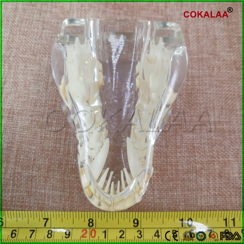 1 pcs Teaching Dental Teeth Model dog Model Catamount dog's teeth dog Dentition Model