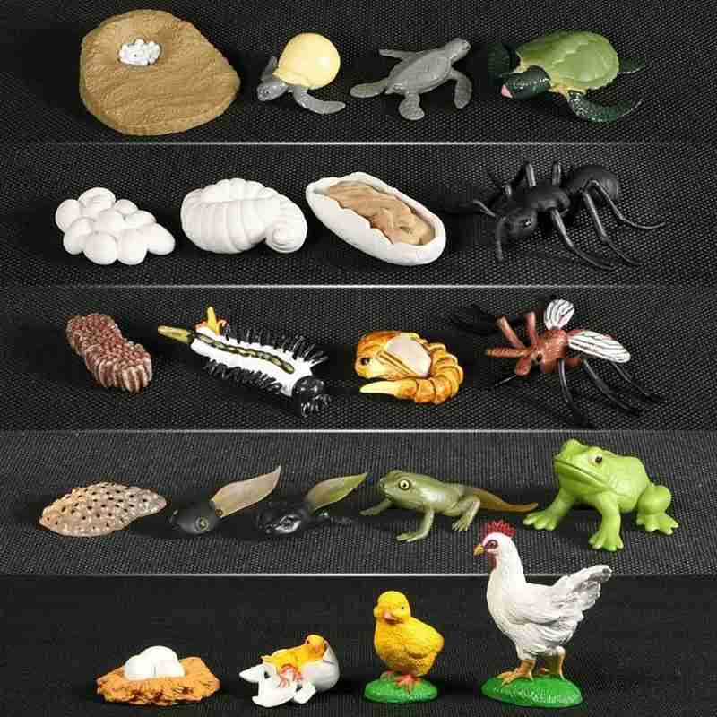 1 Set simulazione animali modello ciclo di vita giocattolo cognitivo rane/tartaruga/formica/zanzara/pollo modello ciclo di crescita giocattolo di educazione precoce