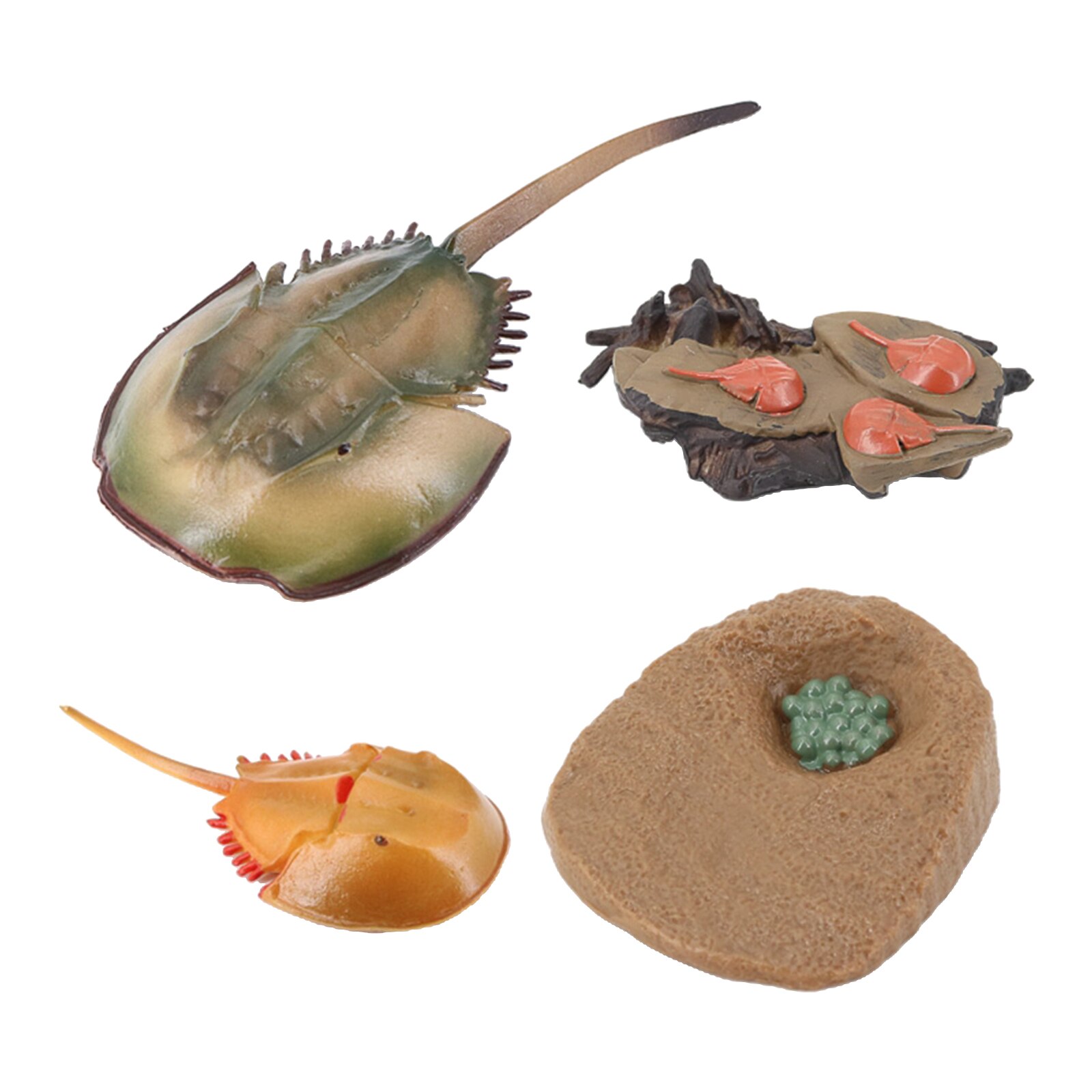 4 Stages Life Cycle of A Dragonfly, Insects Plastic Toy Figure - Authentic