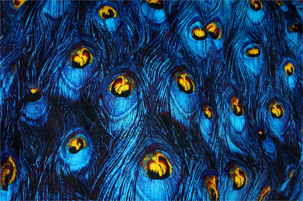 Leo & lin mørkeblå gylden farve gendannelse blå påfugl fjer trykning mikroelastisk satin patchwork bomuldsstof tissus 50cm