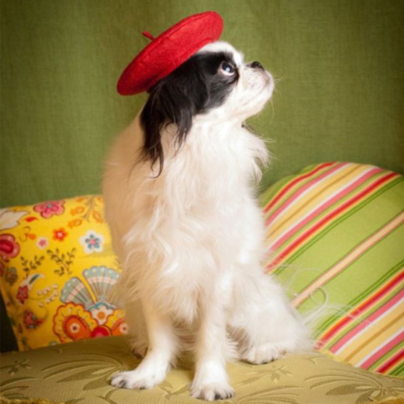Hundesmykker beret hue sjov dekoration tilbehør ensfarvet tegneserie varm sød hætte matchende hat
