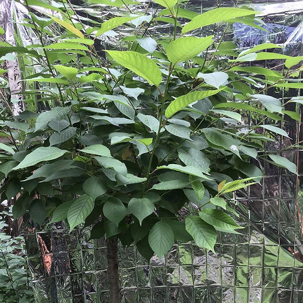 Plant Reflecterende Film Tuin Muur Film Sierlijke En Mooie Veiligheid En Non-Toxiciteit Die Sheet Hydrocultuur Plant Covers