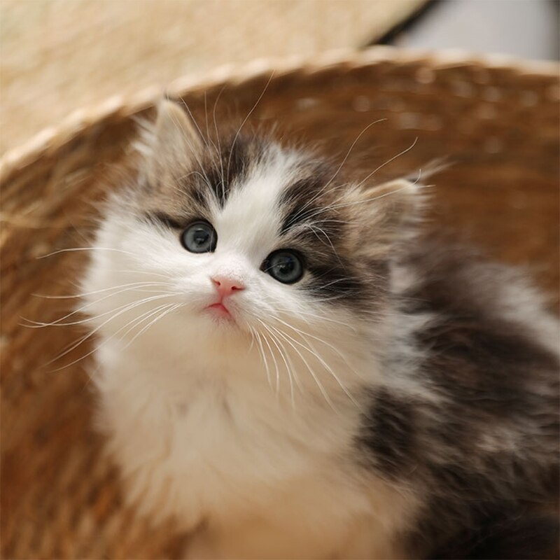 Kat Bed Ronde Stro Mand Kat Slapen Kussen Huisdier Mat Leuke Lichtgewicht Rotan Weven + Pp Katoen