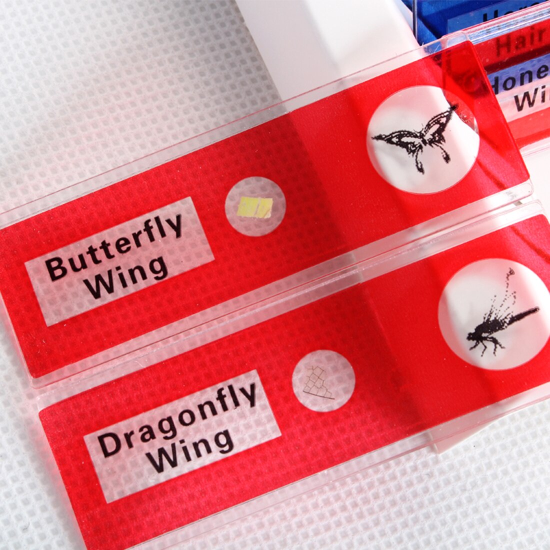 12Pcs Prepared Plastic Microscope Slides Biological Specimen Kit with Box for Children Student Early Biology Education