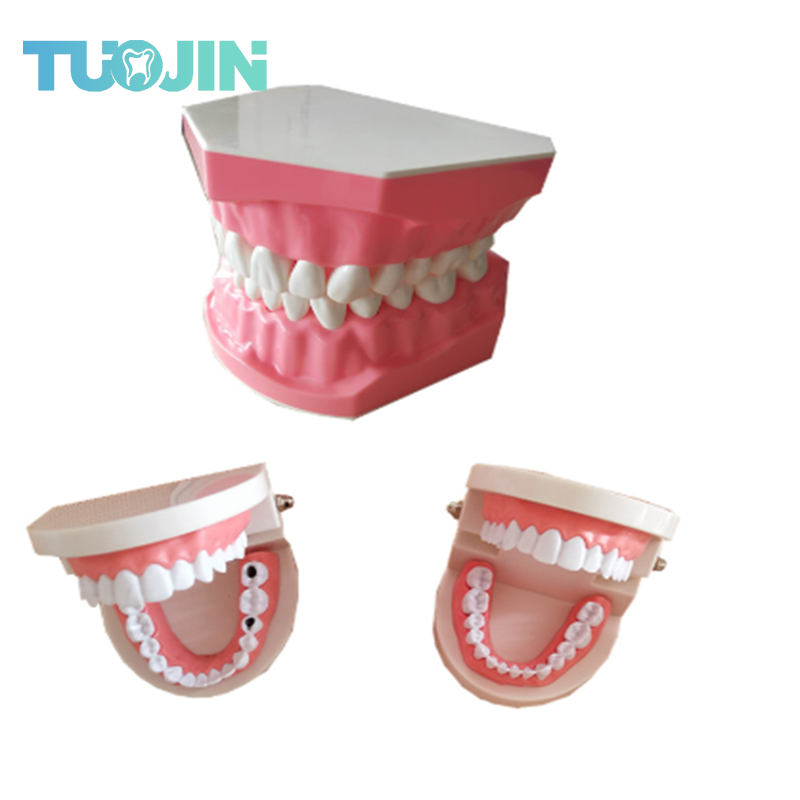 Dental Implant Teeth Model Teaching Study Model Dentist Resin Tooth Orthodontic Modeling For Student Practice