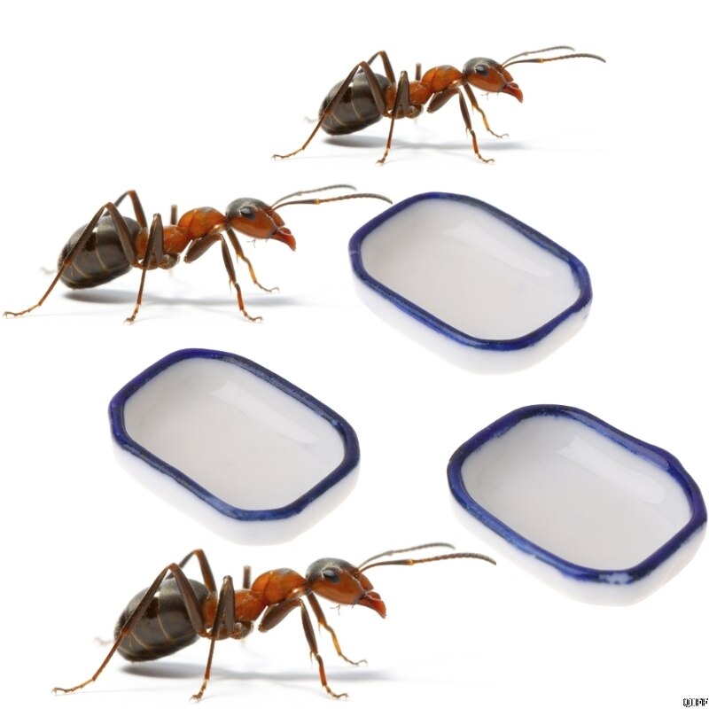 5Pcs Willekeurige Vorm Mieren Drinker Ant Farm Feeder Ant Nest Accessoires Insect Huisdier Anthill Mier Huis Drinkbak Voor mieren