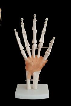 Staccabile ginocchio modello handt/piede/piede/spalla/anca modello di insegnamento: Avorio Bianco