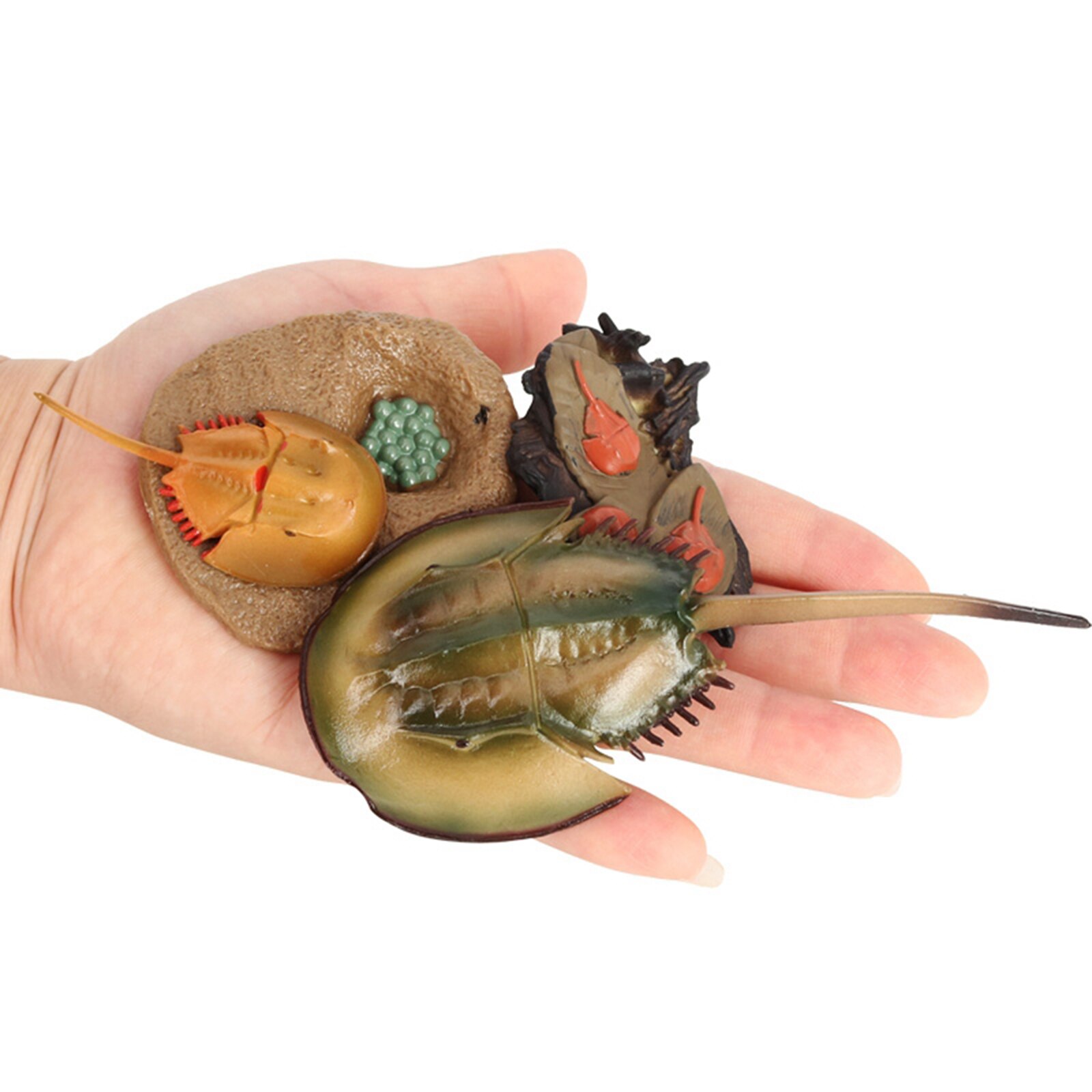 4 Stages Life Cycle of A Dragonfly, Insects Plastic Toy Figure - Authentic