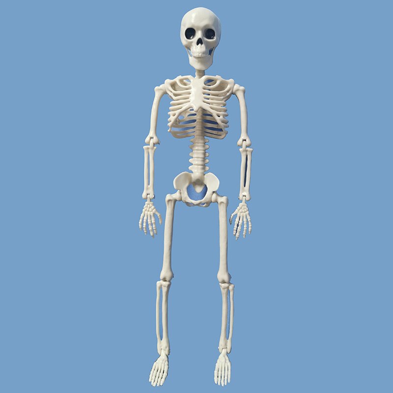 5 Stck Menschlichen Anatomie Skelett skelett Modell Medizinische Medizin Lernhilfe Anatomie 1 Paar Schädel Skelett Hand Knochen Halloween