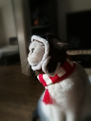 Chapeau d'aviateur pour chien, lapin et chat, oreilles ouvertes, chapeau pour chien, vêtements pour animaux de compagnie, accessoires, petit chapeau pour animaux de compagnie