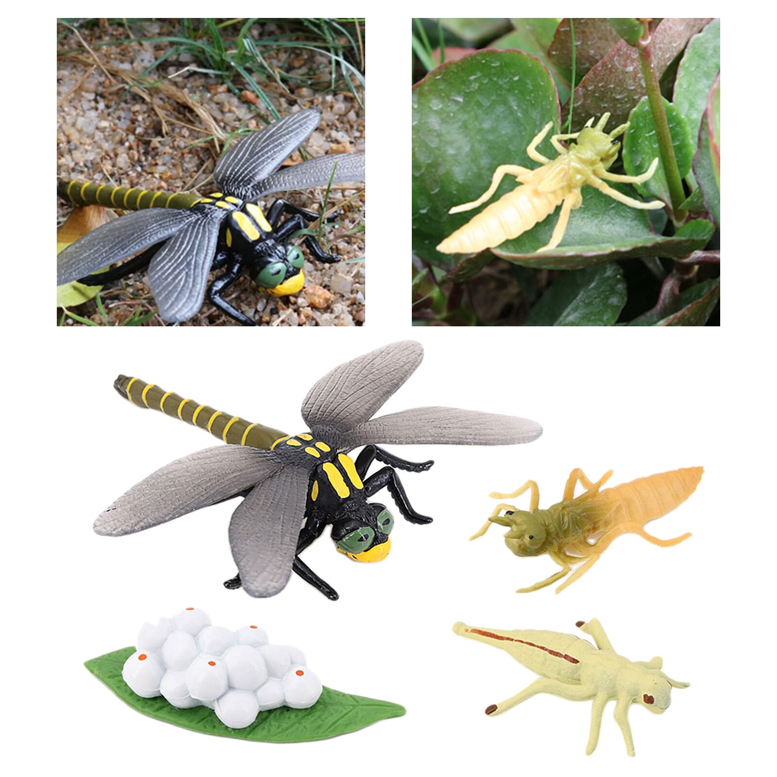 4 Stadia Levenscyclus Van Een Libel, Insecten Plastic Libel Speelgoed Figuur-Authentieke Hand Painted Model