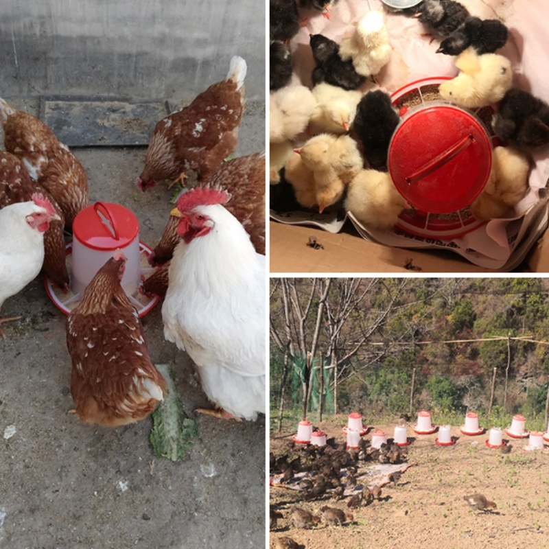 Chick Waterer and Feeder Automatic Small Poultry Water Drinkers Food Dispensers Harmless Food Grade Plastic Material