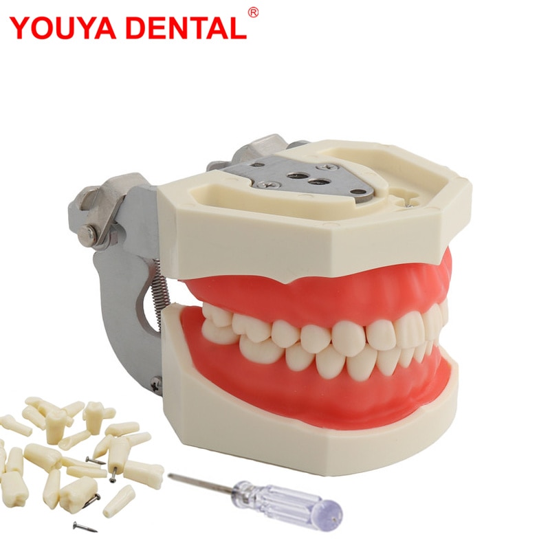 Dental Tanden Model Voor Tandheelkundige Technicus Praktijk Training Studyting Tandheelkunde Typodont Modellen Met Verwisselbare Tooth Voor Nissin