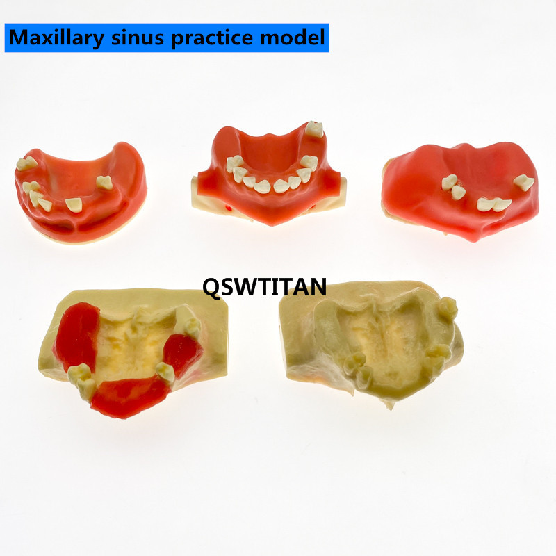 Zahn Sinus Aufzug Praxis Zähne Modell Zahn Lehre Zahn Modell Simulation Modell Typodont Studie Modell