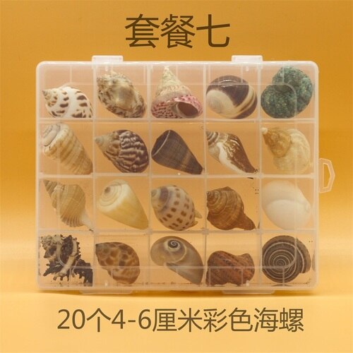 Natuurlijke Schelp Zeester Exemplaren Box Voor Kinderen Voorschoolse Mariene Biologie Populaire Wetenschap Decoratie Ambachten: 7