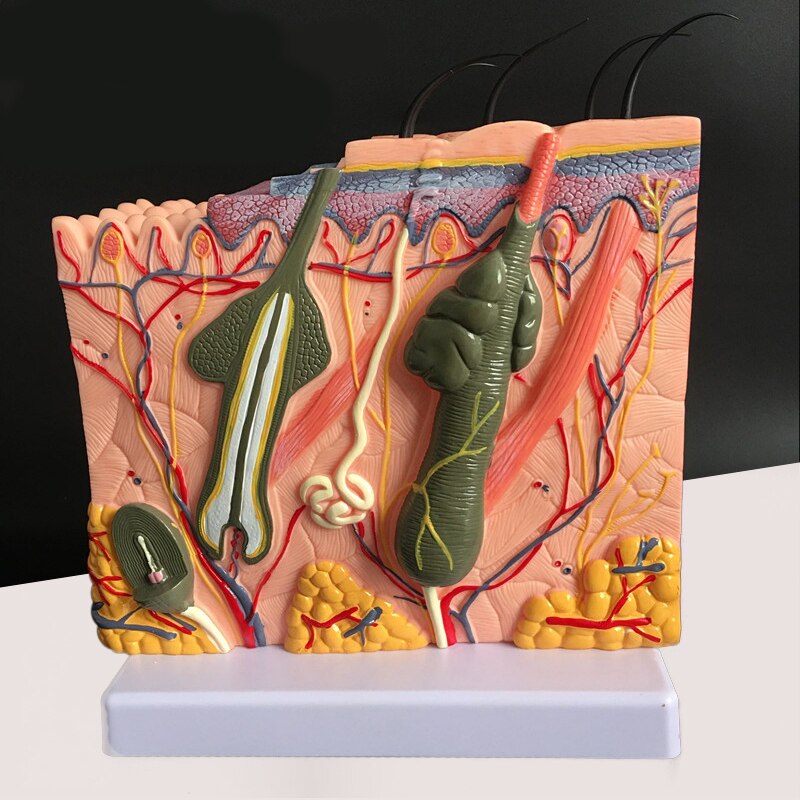 Estructura de la piel y el cabello humano, agrandar el modelo, estructura de la capa de la piel, modelo, anatomía de la estructura de la piel, Ayuda de entrenamiento cosmético