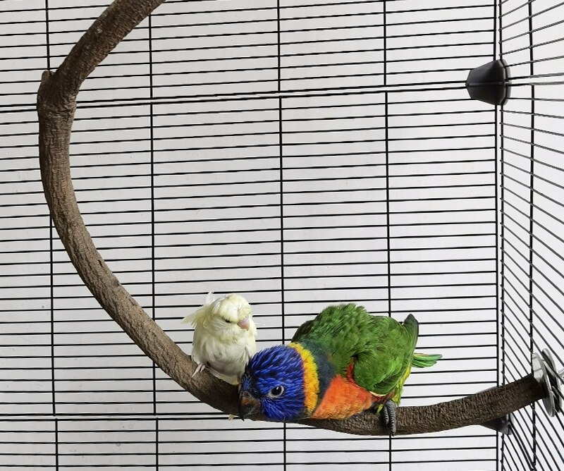 Estante de madera maciza para loros, poste de rama en forma de S, soporte combinado para jaula, suministros para pájaros ZA263