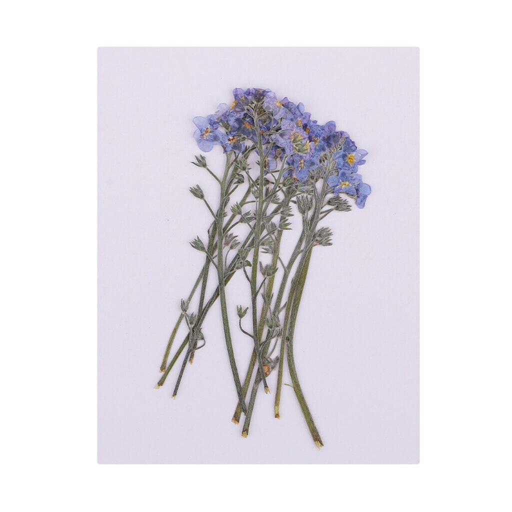 10 Pack Pressed Flower Flower Forget-me-not Dried Flower Leaves Leaf For Floral Art Craft Card Making Scrapbooking
