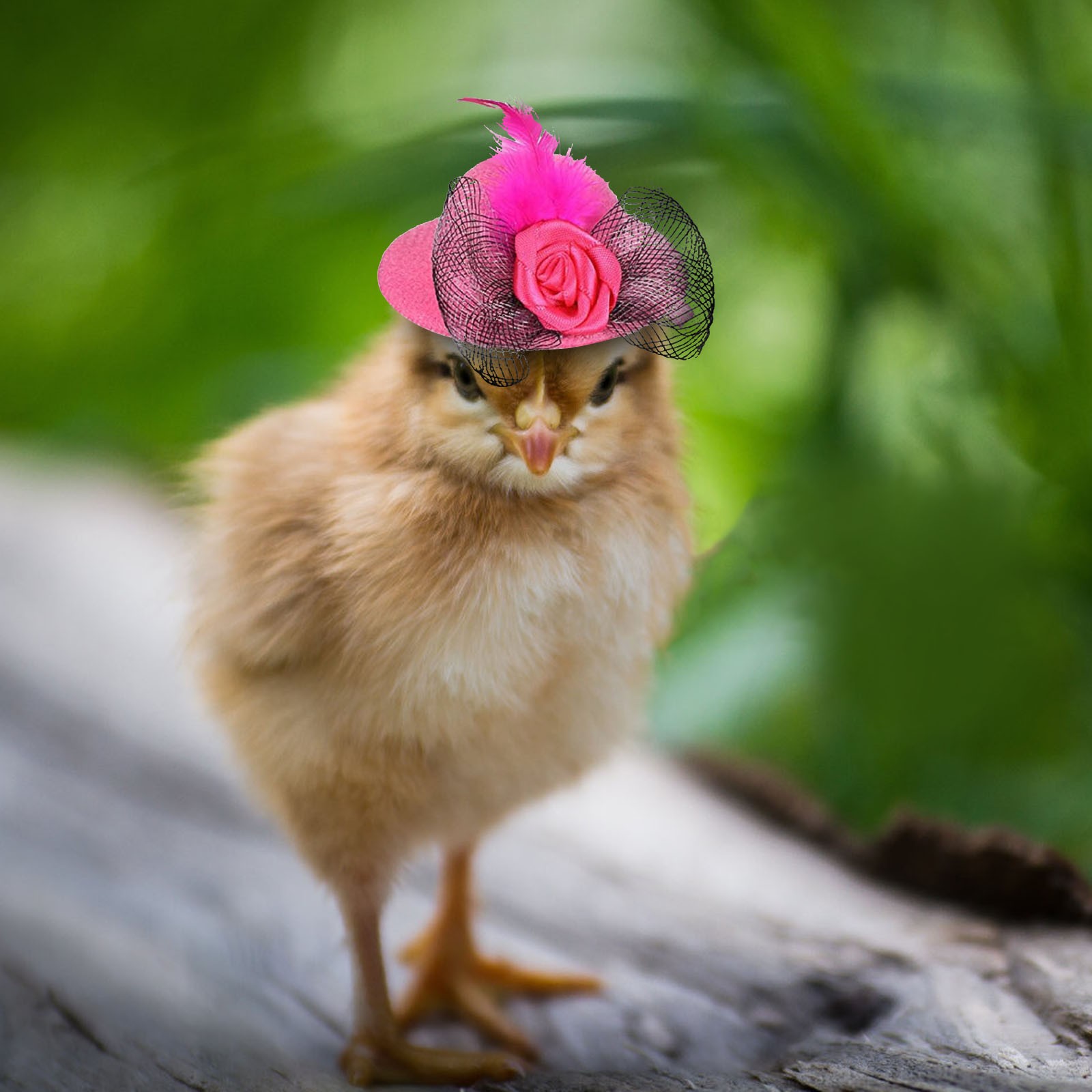 Hühner Hütte für Hühner winzige Haustiere lustige Hühner zubehör Henne Zylinder für Hahn Ente Papagei Hamster GeflüGel stilvolle Show Kostüm