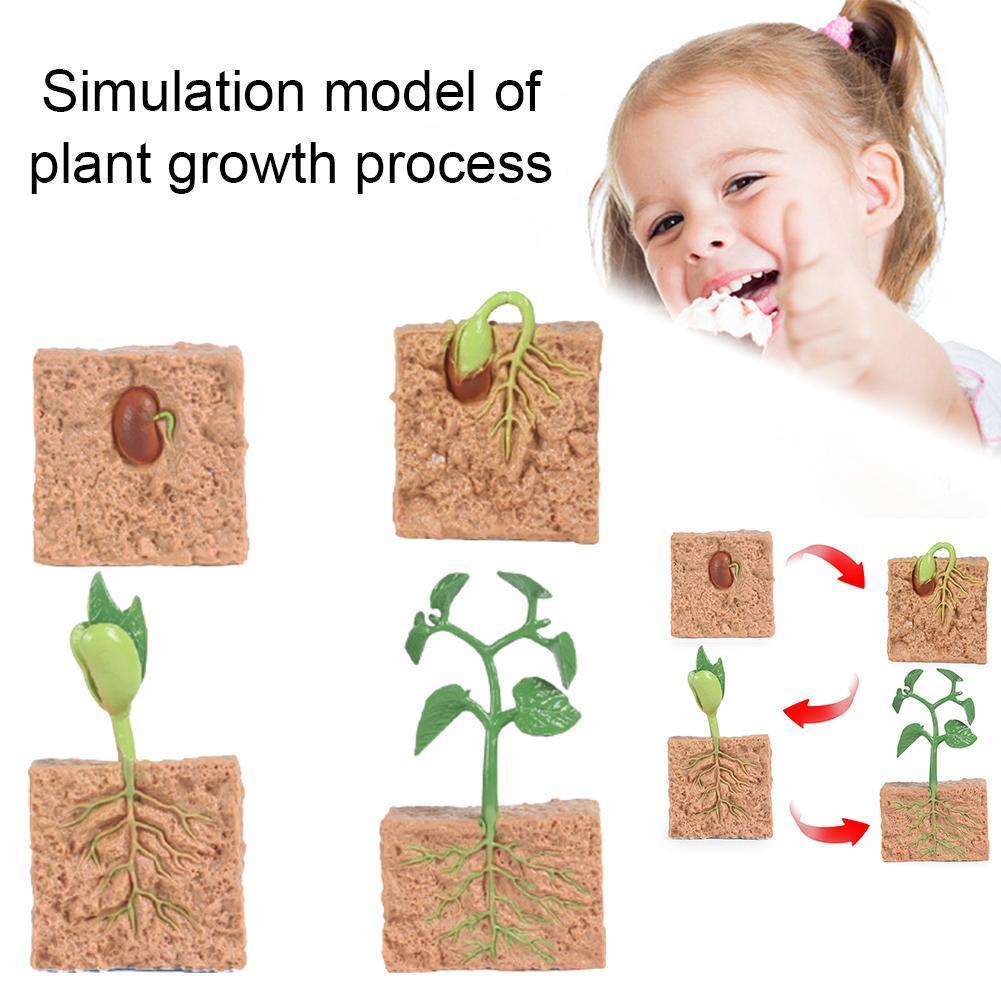 Simulatie Plant Model Mini Zaad Groei Cyclus Speelgoed Zaad Model Set Eaducational Cognitieve Groei Kinderspeelgoed Cyclus V4C8
