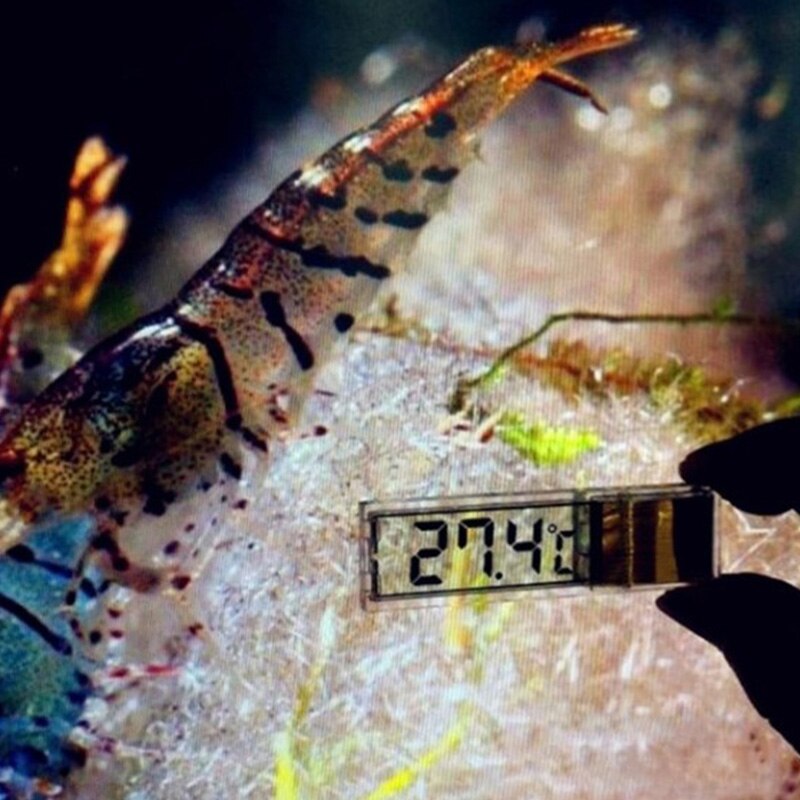 Aquarium poisson chenille électronique affichage numérique thermomètre 3D cristal liquide fluoromètre