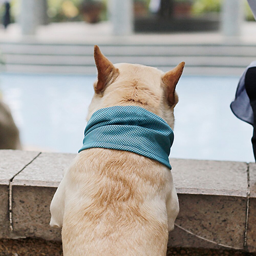Coleira de cachorro verão respirável toalha de gelo pet cachecol de resfriamento para cães pequenos gato legal pescoço envoltório rpet cachorro colar de resfriamento