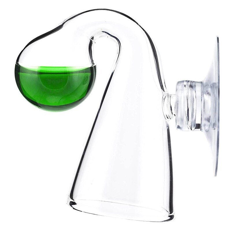 Anubias Lanceolata – Plante D’Aquarium Vivante Pour Eau Douce