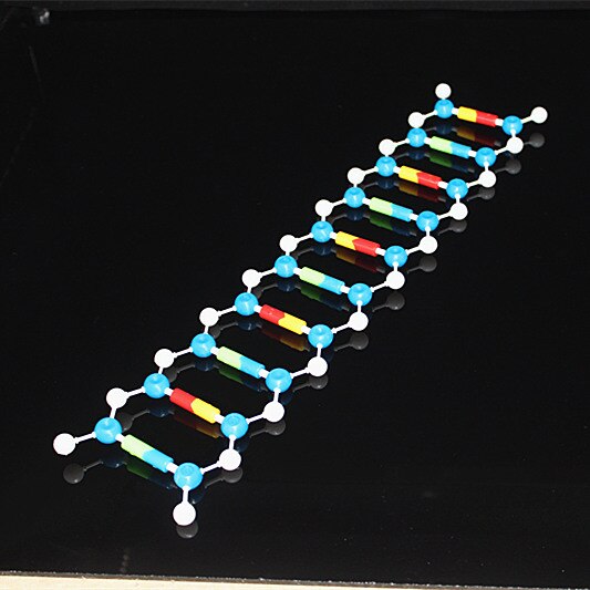Dna model kit biologiske molekylære modeller dobbelt helix molekylær struktur model deoxyribonukleinsyre 10 lag undervisningsredskaber