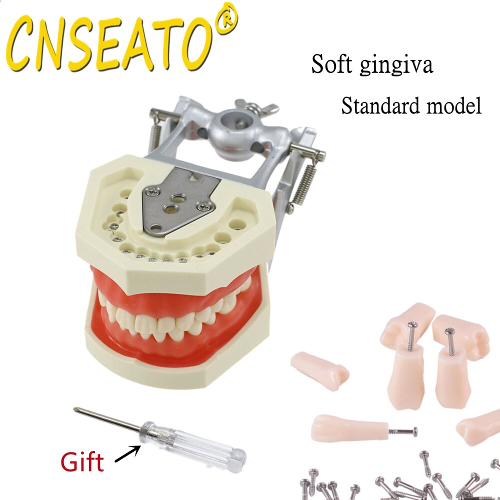 Dental Model Training Typodont Teeth Model With Removable Teeth Standard Teaching Gum Study Dentistry Demonstration Replacement
