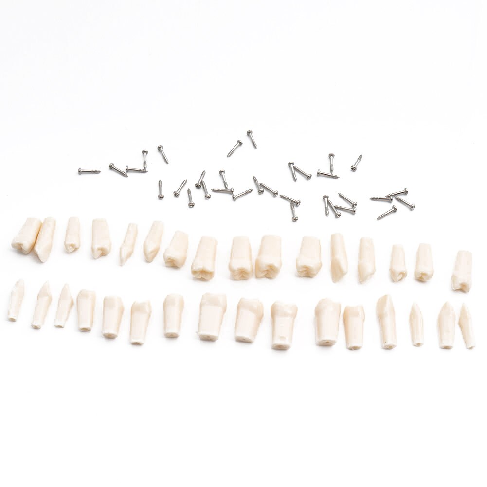 Dental Model Teeth Model Dental Teaching Model Standard Model With 32 Screw-in Teeth Demonstration Teeth Model 24 28pcs Teeth: 32pcs Teeth Standard