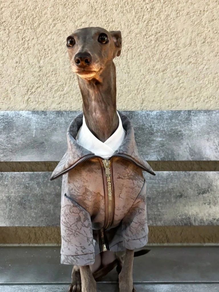 Italian Greyhound and Whippet clothing deep blue print zipper jacket outerwear windproof and warm stylish clothes