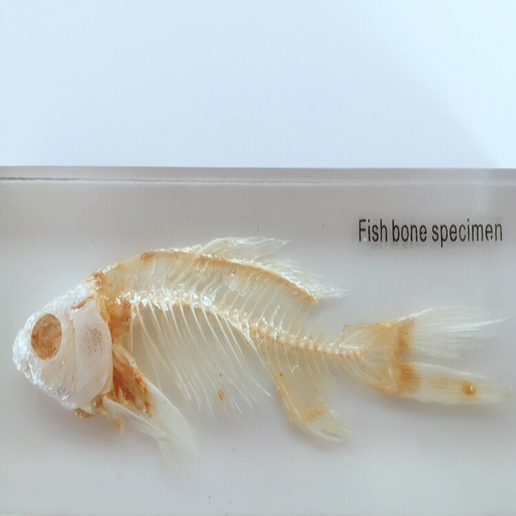 Fish Skeleton Embedded Specimen Transparent Resin Real Fish Bones Animals Skeleton Specimen Model Biology Anatomy Teaching Aids