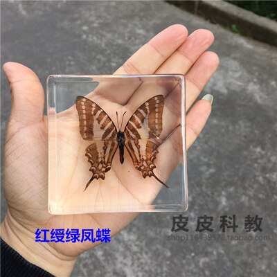 Animal Specimen Onderwijs Kinderen Speelgoed Dier Vlinder Hars Specimen Amber Goederen Van Voor Display Eerder Dan Voor Dragonfly: Multi-Colored