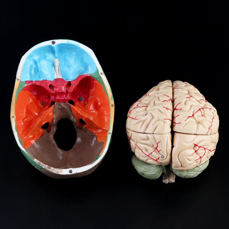 Maßstechen 1:1 Bunte Menschliches Erwachsene Kopf Modell mit Gehirn Stamm Anatomie Lehre Werkzeug Versorgung H55F