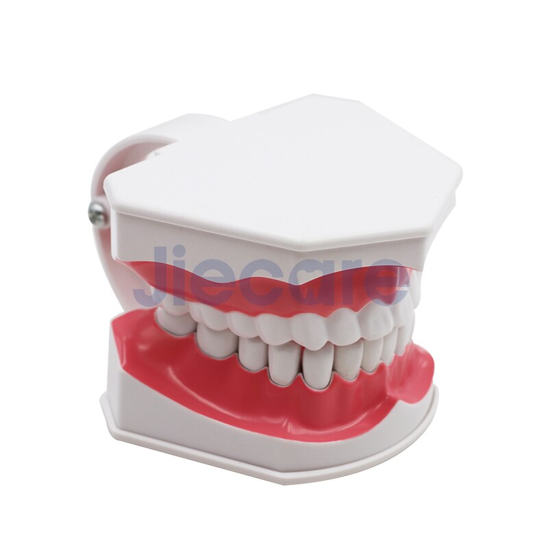 1 PC Dental Standard Teeth Model Oral Care Tooth Cleaning for Dental Teaching&amp;Practice Simulation: D