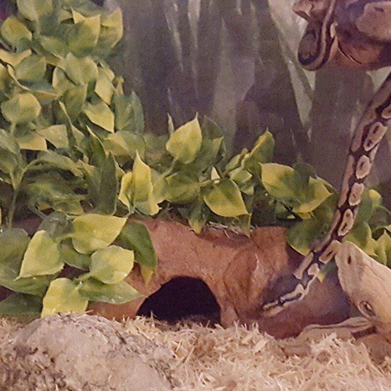 Terrario para reptiles, decoración de plantas, reptiles, plantas con ventosa para serpiente, anfibios, lagarto, escalada, mascotas